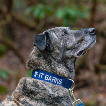 Plott Hound mix wearing blue embroidered comfort collar